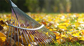 A rake collecting leaves from a grassy surface