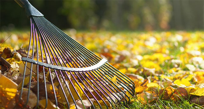 A rake collecting leaves from a grassy surface