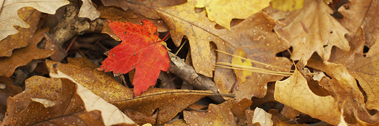 Vancouver Leaves Its Mark On Harvey