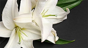 White lilies on a black background