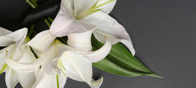 White lilies on a grey background White lilies on a grey background