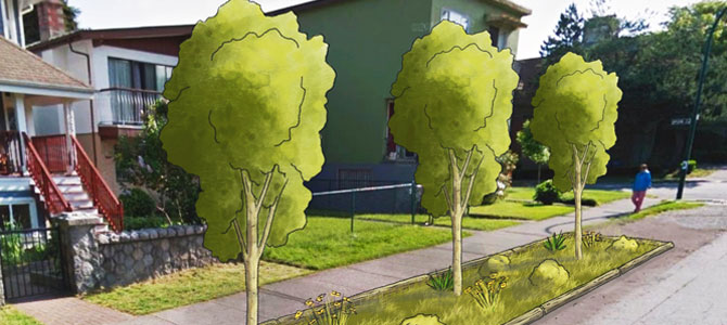 Trees planted on gravel area on street Trees planted on gravel area on street