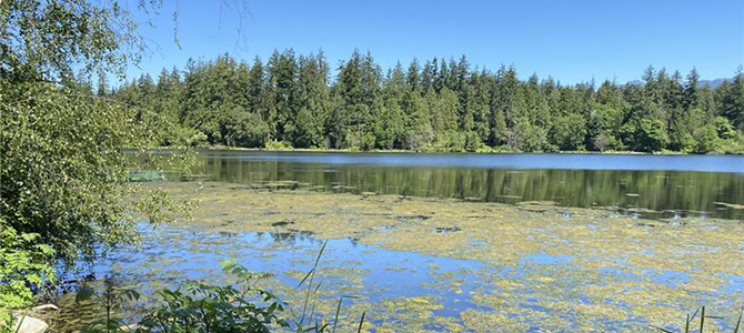 Stanley Park's Lost Lagoon