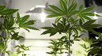 Marijuana plants Marijuana plants
