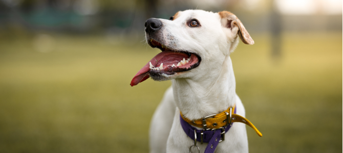 Off leash white dog