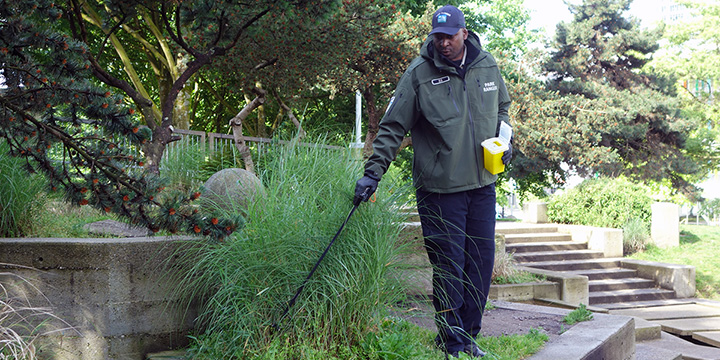 A male park ranger safely disposes of a needle that was discarded in decorative grasses A male park ranger safely disposes of a needle that was discarded in decorative grasses
