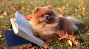 Dog sitting next to an open book at a park