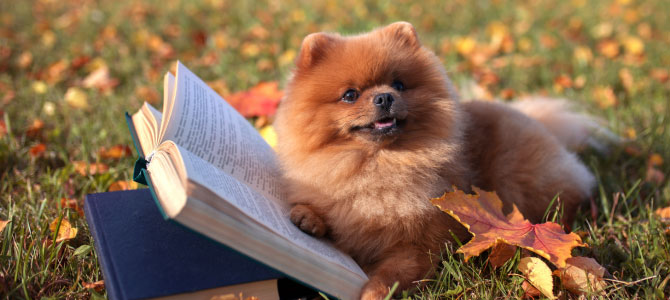 Dog sitting next to an open book at a park