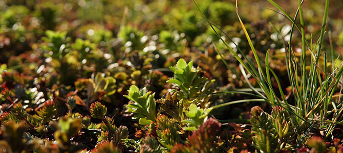 Close-up photograph of greenery on the ground Close-up photograph of greenery on the ground