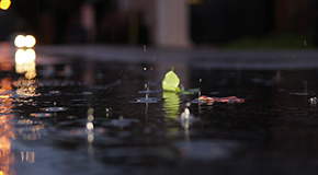 Rainwater in a puddle