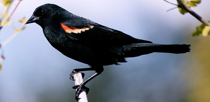 Red-winged blackbird