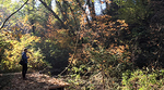 Person standing on a trail at Renfrew Ravine Person standing on a trail at Renfrew Ravine