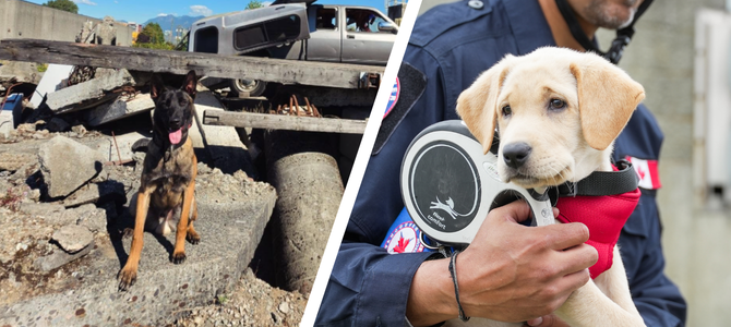 Rico sits on a rubble pile during a CAN-TF1 exercise and Indy takes a break from training