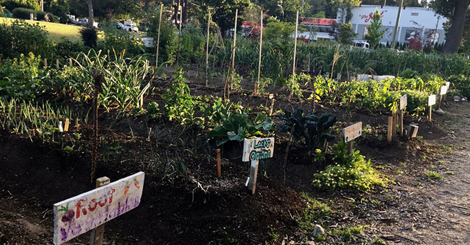 Riley Park garden beds Riley Park garden beds