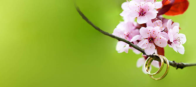 Two gold wedding bands on a cherry blossom branch