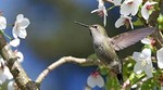 A hummingbird flying close to a flower