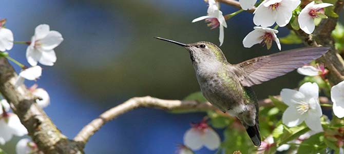 A hummingbird flying close to a flower