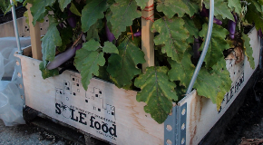 Sole Food urban farm garden Sole Food urban farm garden