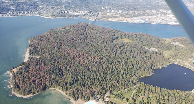 Aerial view of the Stanley Park forest, surrounded by water