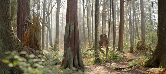 Stanley Park forest