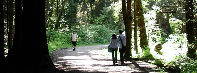 People walking in one of the Stanley Park trails 
