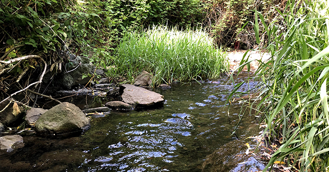 Still Creek in Vancouver