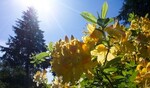 Gardens in Stanley Park