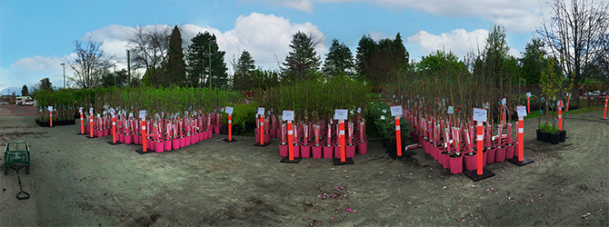 Rows of potted trees with labels Rows of potted trees with labels