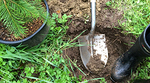 Tree in pot, shovel, and rubber boot Tree in pot, shovel, and rubber boot