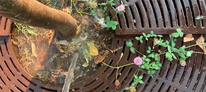 A hose watering the base of a tree