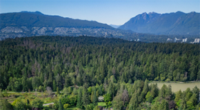 A forest in front of a mountain range