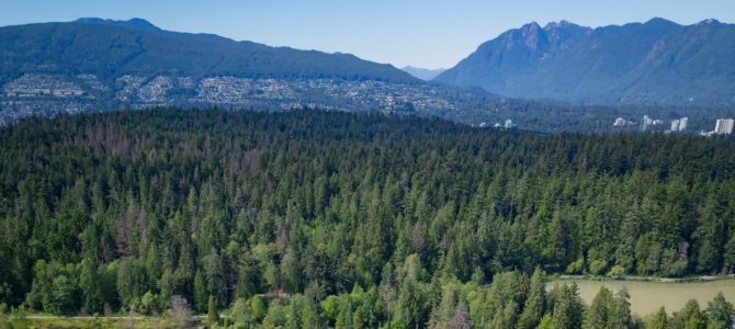 A forest in front of a mountain range A forest in front of a mountain range