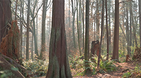 Trees in the woods withe light streaming in 