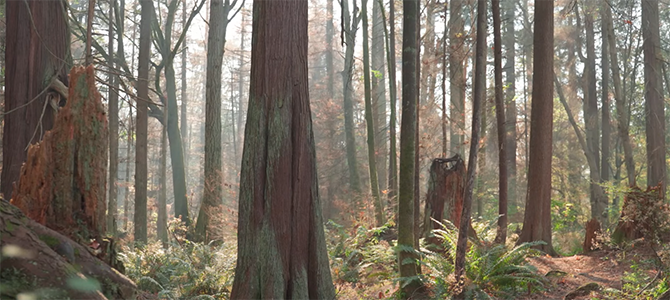 Trees in the woods withe light streaming in 