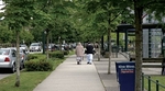 Trees on Streets Vancouver