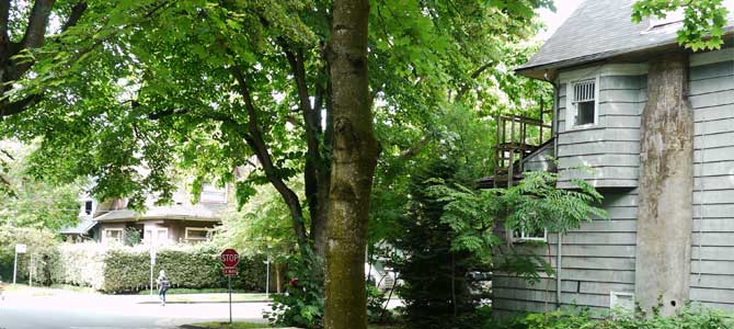 Trees lining neighbourhood street