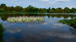 Trout Lake floating ecosystem