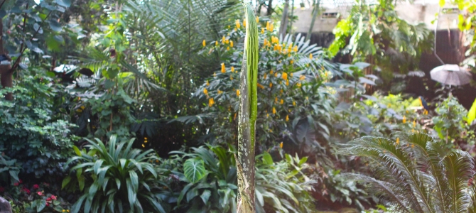 Uncle Fester, titan arum, appearing in a unique leaf form.