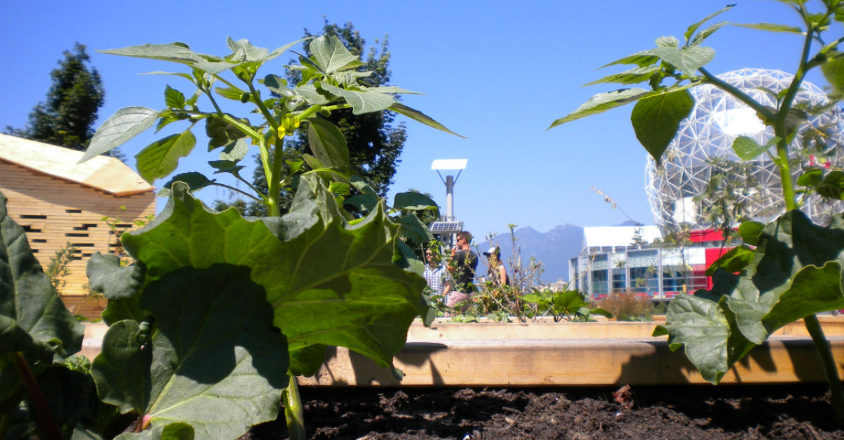 Urban Agriculture Policy for parks City of Vancouver 