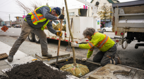 City workers planting a young tree on a sidewalk. 