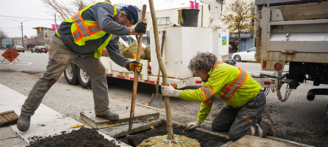 City workers planting a young tree on a sidewalk. City workers planting a young tree on a sidewalk.