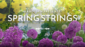 Spring Strings at VanDusen garden