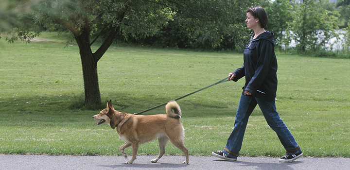 Volunteer your time by walking a dog