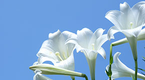 White lilies on a blue background