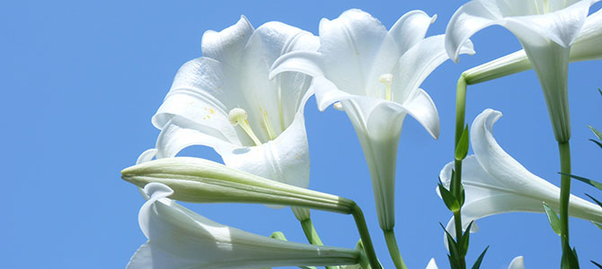 White lilies on a blue background