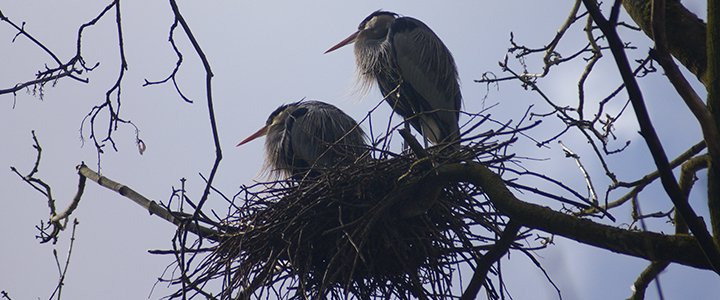 Herons in a nest