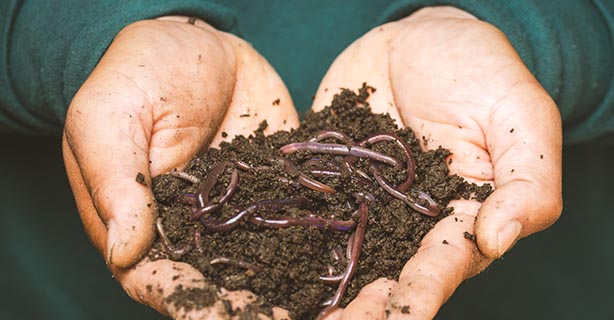 Two hands holding worms in dirt