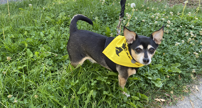 Small dog wearing yellow bandana