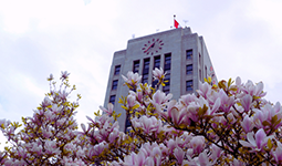 Cherry blossoms in front of Vancouver City Hall