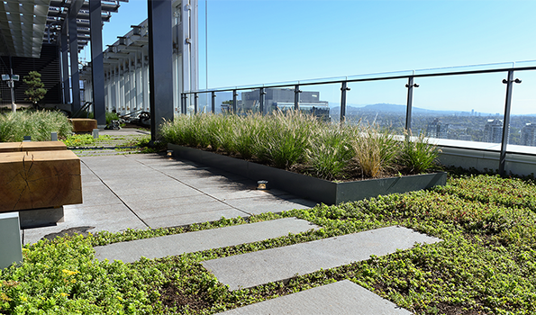 Amenity space green roof at Telus Gardens with pathways, planters, and city views